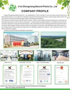 Garlic Essential Oil 100% Pure Natural Raw Garlic Oil - Product Image 6