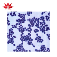 Best-selling 20 bacterial microscope slides for education supplies