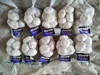 2025 Nieuwe Gewas Optimale Verse Knoflook Groothandelsprijs Import/Export Uit China Aljo Alho Ail Knoflook Leveranciers