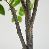 Lebendiger Künstlicher Rosenblattbaum im Topf Großhandel für Einkaufszentren Brautläden Ausstellungsstände Wohnraumdekoration