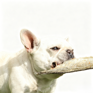 Peau de morue déshydratée en morceaux entiers, sans céréales, naturelle, riche en oméga 3 et en protéines, pour chiens, aliments pour animaux de compagnie, friandises pour chiens, vente en gros - Product Image 5