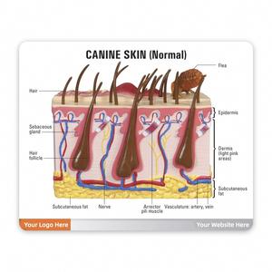 Modelo de piel canina patológica de KyrenMed con condiciones de mordedura de pulgas y modelo de piel normal para enseñanza anatómica de anatomía canina - Product Image 5
