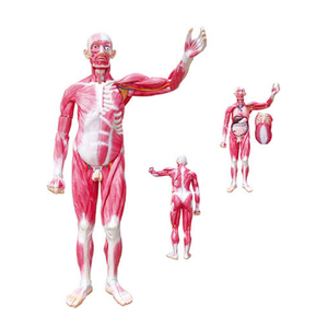 Modèle musclé du <span class=keywords><strong>corps</strong></span> entier 29 pièces Modèle de muscles humains Modèle d'anatomie des organes internes médicaux et des muscles humains grandeur nature - Product Image 1