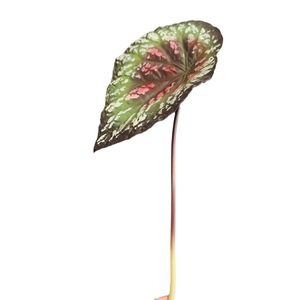 Venta al por mayor de ramas de Caladium artificial, hojas grandes variegadas y <span class=keywords><strong>negras</strong></span> mate, follaje artificial para suministros florales a granel - Product Image 5