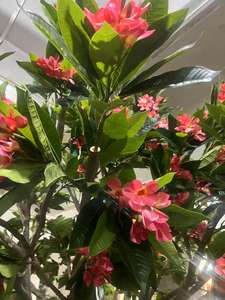 <span class=keywords><strong>Frangipanier</strong></span> hawaïen en mousse rose Plumeria Rubra <span class=keywords><strong>artificiel</strong></span> arbre à fleurs pour la décoration de la maison jardin - Product Image 6