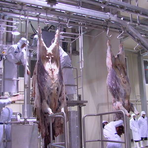 Automatic Cattle Hide Skinning <span class=keywords><strong>Machine</strong></span> Puxando e remoção equipamentos para restaurante e abate Industries - Product Image 6