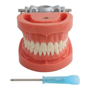 Palato duro 32 denti rimovibile gomma dura modello di dente insegnamento orale modello - Product Image 2