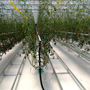 Melanzana di Coltura Idroponica e di Cocco Coltivazione Attrezzature/Sistemi di Coltura Idroponica In Crescita/Idroponica Vassoi - Product Image 2