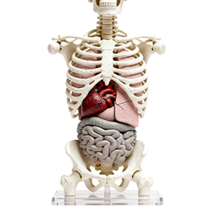 Sangat realistis tulang belakang dapat dilepas dengan primer anatomi kunci berlabel 3D-Printed kerangka sistem Model pengajaran - Product Image 2