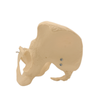 Équipement éducatif médical Pelvis de femme en PVC