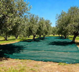 Filet de récolte <span class=keywords><strong>d</strong></span>'olives en HDPE 85 g/m² 4/5/6/7/8x50m - Product Image 1