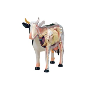 Modèle de dissection de vache transparente 4D Master avec 29 organes détachables pour équipement éducatif-<span class=keywords><strong>Apprentissage</strong></span> et <span class=keywords><strong>recherche</strong></span> - Product Image 3