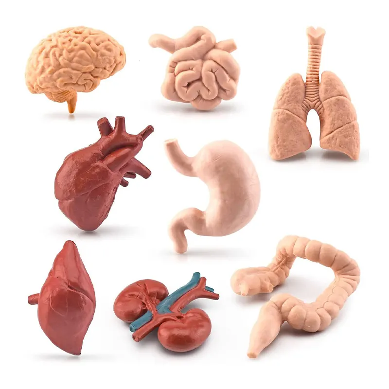 Kids Educational Mini Human Body Organ Model Anatomical Figures Body Parts Set Sciences Learning Kits Toy