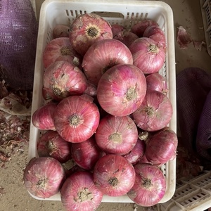 Chất Lượng Cao Tươi Hành Tây Bán Buôn Giá Rẻ Giá Tươi Màu Đỏ Hành Tây Hữu Cơ Tươi Hành Tây - Product Image 3