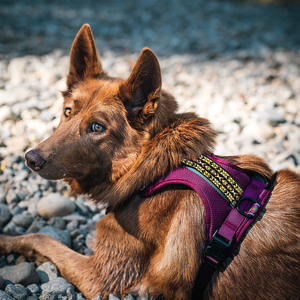 Personalizzato stampato Oem sport cane imbracatura Boho No Pull Running imbottito personalizzato imbracatura per cani ricamato per cani di grande razza - Product Image 5