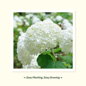 Moon Garden Grow Kit Container Fournitures <span class=keywords><strong>de</strong></span> jardinage - Product Image 4