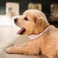 Collier rose perlé pour animaux de compagnie, avec strass incrustés, sangle réglable, pour chats et petits chiens – Accessoire de fête d'anniversaire