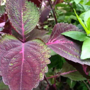 GMP standar kualitas tinggi Perilla Frutescens ekstrak makanan bubuk kelas dalam kemasan Drum dikemas vakum HPLC diuji - Product Image 2