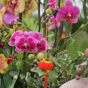 P10 marrone piccole piante rampicanti medie vite singolo stelo piante orchidee clip per il supporto delle piante - Product Image 6