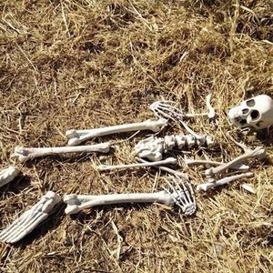 Nicro forniture <span class=keywords><strong>di</strong></span> <span class=keywords><strong>Halloween</strong></span> scheletro pellicola <span class=keywords><strong>di</strong></span> simulazione <span class=keywords><strong>di</strong></span> plastica oggetti <span class=keywords><strong>di</strong></span> scena <span class=keywords><strong>Horror</strong></span> alla rinfusa 28 pz realistico teschio a grandezza naturale - Product Image 6