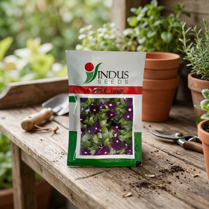 Graines de Vinca Purple Haze séchées pour pots et jardinières, couleur violet foncé, pour le jardinage - Product Image 2