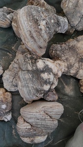 Ku Bai Ti, Champignon Chinois Herbal Amère Blanc (Fomitopsis officinalis), Séché, de Haute Qualité, Herbe Traditionnelle Chinoise, Plante Aromatique - Product Image 3