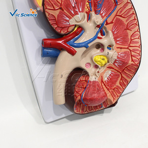 Modèle de système respiratoire haute précision à 7 composants avec structures anatomiques clairement marquées pour une utilisation universitaire - Product Image 4