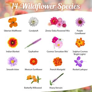 Paquete de 1 onza de Semillas de Mariposa Monarca, <span class=keywords><strong>Flores</strong></span> Silvestres, Anuales y Perennes de Autoestimulación, Sin Aditivos, Semillas de Lechosa, Macetas, Jardineras - Product Image 2