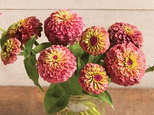Violet Zinnia Mixte Zinnia Myrtille Crème Kit Héritage Vivace Fleur Jardin Maison Plantation Pot De Fleur Conception Plancher Extérieur - Product Image 6