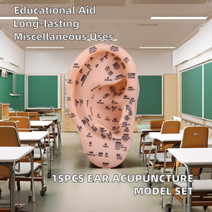 15 पीसी चीनी चिकित्सा अभ्यास कान एक्यूपंक्चर बिंदु मॉडल शरीर सुरक्षा सुविधा अनुप्रयोग - Product Image 2