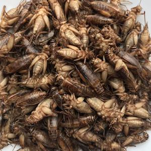 <span class=keywords><strong>Grillons</strong></span> pour animaux de compagnie, insectes <span class=keywords><strong>comestibles</strong></span>, Maggot sec - Product Image 2