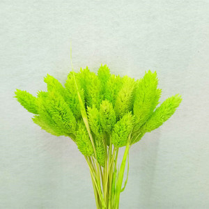 Mini flor seca Natural pequeña gema hierba <span class=keywords><strong>Phalaris</strong></span> - Product Image 3