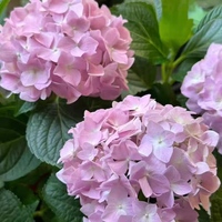 Hortensias roses fraîchement coupées de qualité A, fleurs décoratives en gros, origine Yunnan, pour mariage, anniversaire, hôtel et décoration intérieure