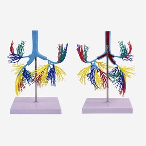 Modèle scientifique médical, modèle coloré de l'arbre bronchique du système respiratoire humain - Product Image 4
