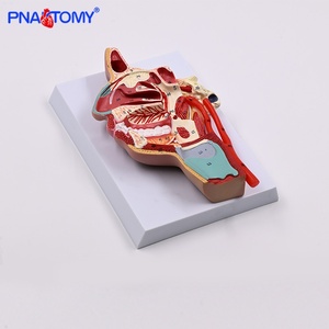 Pnatomy PVC hỗ trợ giảng dạy khoang miệng mũi họng sọ dây thần kinh mạch máu mô hình bên trong bên mạch máu thần kinh cho mạch máu giảng dạy - Product Image 3