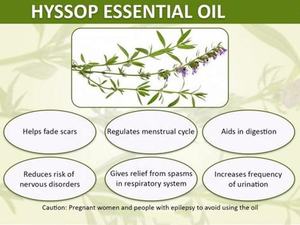 Bulk Therapeutische Kwaliteit Etherische Olie 100% Puur Natuurlijke Rauwe Hysop Olie Voor Aromatherapie Diffuser - Product Image 5