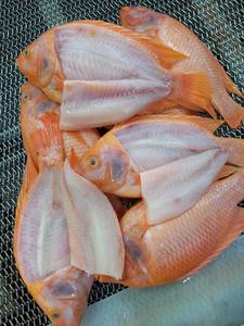 Peixe Tilápia Vermelho Inteiro Congelado - Product Image 4