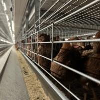 Nouvelle cage automatique de type H pour poules pondeuses à vendre à bas prix avec composant moteur central pour les industries de vente au détail