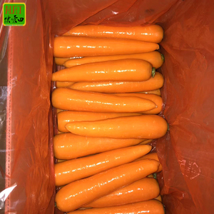 Good Price Hot Sale 15-21cm Fresh <strong>Carrot</strong> <strong>Chinese</strong> High Quality <strong>Carrot</strong> Wholesale with GLOBAL GAP&amp;HACCP&amp;ISO9001 for Export - Product Image 3