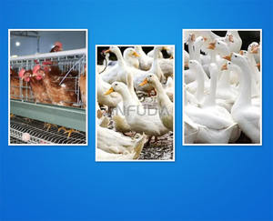 Pollo Debeaker automático aves de corral pollo eléctrico Debeaker máquina de corte para la venta - Product Image 5