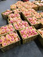 Verse Vruchten Chinese Fabriek Lagere Prijs Verse Appel Uit China