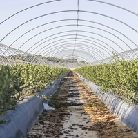 Serre polytunnel en promotion, couverture en film plastique, serre économique multi-travées pour la culture des myrtilles à vendre