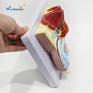 Modèle anatomique naturel du système urinaire masculin, aide pédagogique détachable pour les organes urinaires humains - Product Image 2