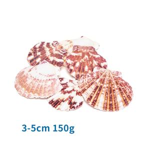 Conchiglie decorative di conchiglia naturale, di varie dimensioni, colori delicati, ideali per artigianato, decorazione e - Product Image 1