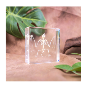 Garantía <span class=keywords><strong>de</strong></span> calidad <span class=keywords><strong>Esqueleto</strong></span> <span class=keywords><strong>de</strong></span> murciélago en resina Especímenes naturales Resina Artesanía Oddities Colección Espécimen <span class=keywords><strong>de</strong></span> hueso - Product Image 1