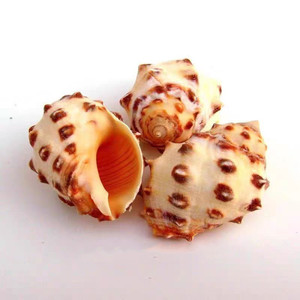 Guscio di lumaca di <span class=keywords><strong>mare</strong></span> naturale guscio di Lychee smerlato <span class=keywords><strong>perla</strong></span> guscio lucido pesce per <span class=keywords><strong>la</strong></span> decorazione <span class=keywords><strong>del</strong></span> paesaggio - Product Image 4