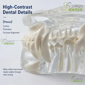 Modelo Transparente de Cráneo Canino con Dientes, Réplica Clara de Anatomía Dental de Mandíbula Canina para Enseñanza y Demostración Veterinaria - Product Image 4
