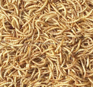 Vers de farine séchés 100% Pure Natural High Protein Custom Mealworms Nourriture de tortue séchée - Product Image 1