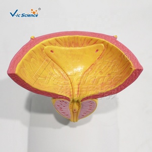 Modèle de section transversale de la vessie et de la prostate pour l'enseignement en <span class=keywords><strong>urologie</strong></span> des écoles de médecine et la formation clinique CE/ISO/ROHS/CNAS - Product Image 4