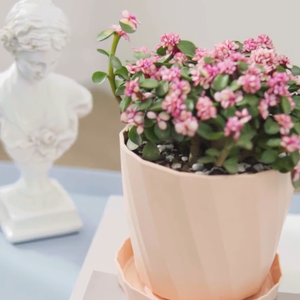 RUIPU (YD--M) PP Matériel <span class=keywords><strong>Pas</strong></span> <span class=keywords><strong>Cher</strong></span> Petit Intérieur De Bureau Plante Pot De Fleurs Pots De Jardin Pots De Fleurs En Plastique Macetas Para Plantas - Product Image 4